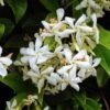 Jasmin étoilé - Trachelospermum Jasminoïdes Star Of Venice 1 Jasmin étoilé - Trachelospermum Jasminoïdes Star Of Venice -Plantes Vertes Boutique trachelospermum star of venice 100231 1