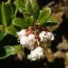 Airelle, Vaccinium Vitis Idaea -Plantes Vertes Boutique vaccinium vitis idaea 7548 1