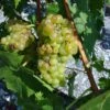 Vigne Muscat Champion -Plantes Vertes Boutique vigne vitis Muscat blanc 771563 1