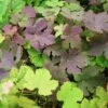 Vigne D'ornement - Vitis Vinifera Purpurea -Plantes Vertes Boutique vitis vinifera purpurea 681477 1
