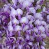 Glycine Grande Diva Barbara - Wisteria (x) Venusta -Plantes Vertes Boutique wisteria barbara if minier 16060 1