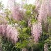 Glycine Du Japon - Wisteria Floribunda Honbeni (Rosea, Pink Ice) -Plantes Vertes Boutique wisteria floribunda rosea 771556 1