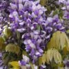 Glycine Grande Diva Nathalie - Wisteria (x) Venusta -Plantes Vertes Boutique wisteria nathalie if minier16059 1