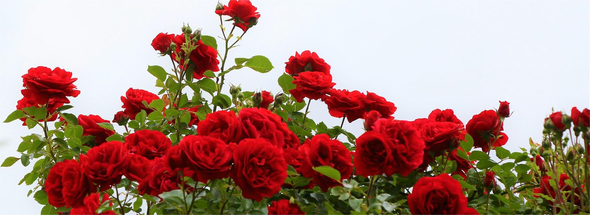 Plantes Vertes Boutique -Plantes Vertes Boutique ekrem osmanoglu JTr7FSLrjXE unsplash